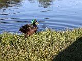 IMG 8133